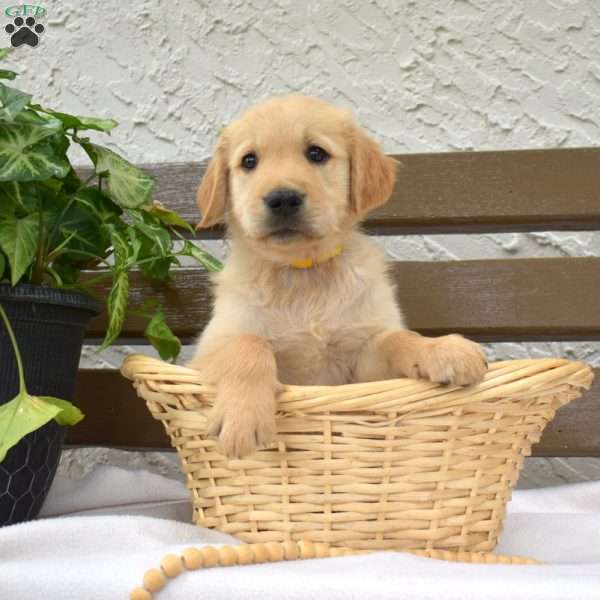 Bear, Golden Labrador Puppy