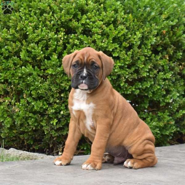 Bear, Boxer Puppy
