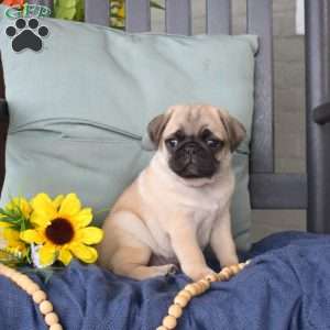 Bear, Pug Puppy