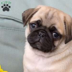 Bear, Pug Puppy