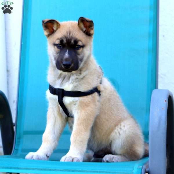 Bear, Siberian Husky Mix Puppy