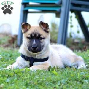 Bear, Siberian Husky Mix Puppy