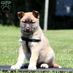 Bear, Siberian Husky Mix Puppy