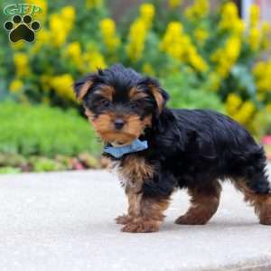 Bear, Yorkie Puppy