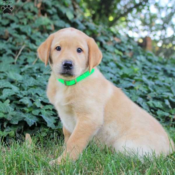 Beau, Fox Red Labrador Retriever Puppy
