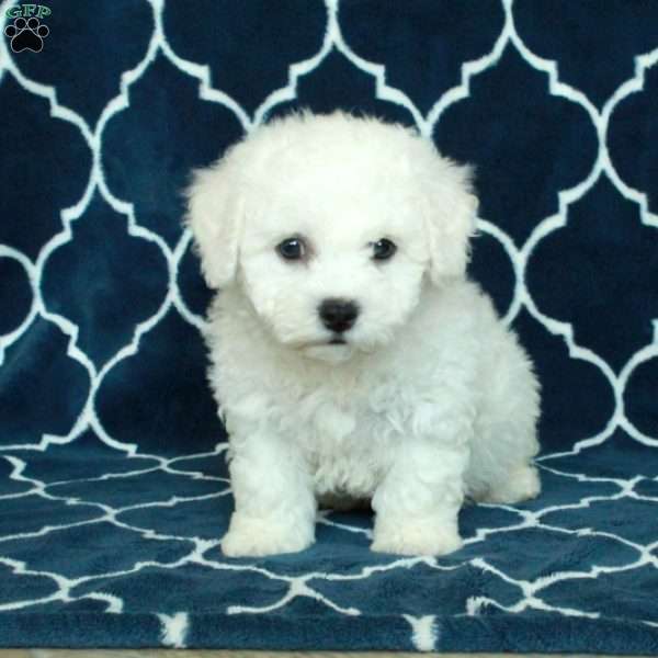 Beau, Bichon Frise Puppy