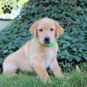 Beau, Fox Red Labrador Retriever Puppy