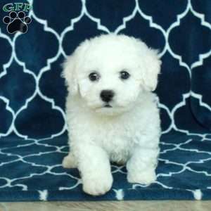 Beau, Bichon Frise Puppy