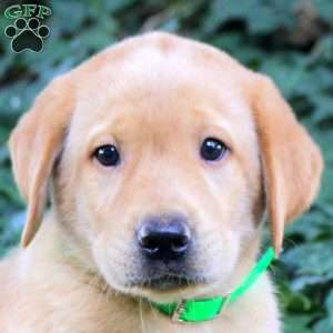 Beau, Fox Red Labrador Retriever Puppy