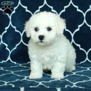 Beau, Bichon Frise Puppy
