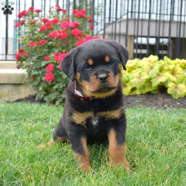 Beauty, Rottweiler Puppy