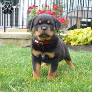 Beauty, Rottweiler Puppy