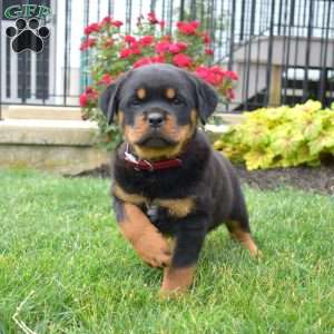 Beauty, Rottweiler Puppy