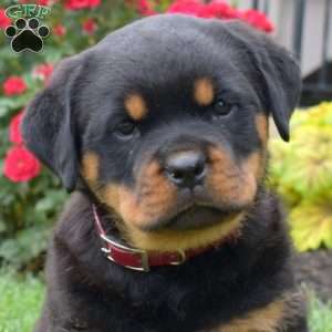 Beauty, Rottweiler Puppy