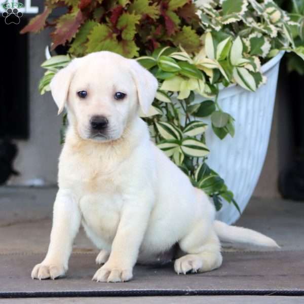 Beauty, Yellow Labrador Retriever Puppy