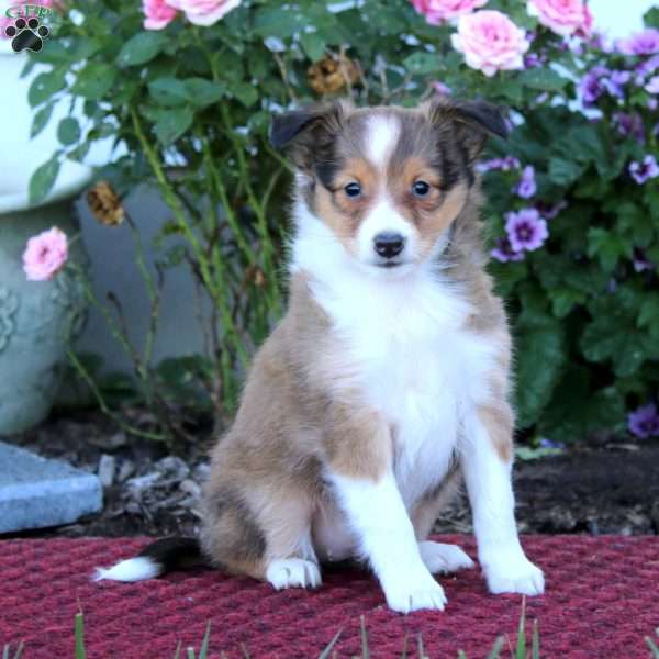 Beauty, Sheltie Puppy