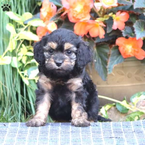 Beauty, Cavapoo Puppy
