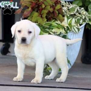 Beauty, Yellow Labrador Retriever Puppy