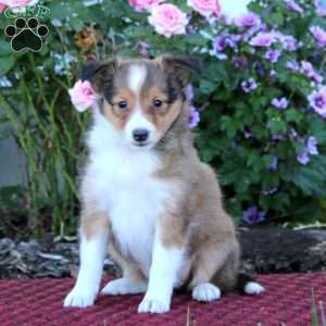 Beauty, Sheltie Puppy