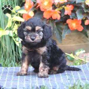 Beauty, Cavapoo Puppy