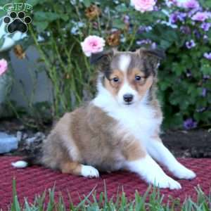 Beauty, Sheltie Puppy