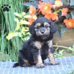 Beauty, Cavapoo Puppy