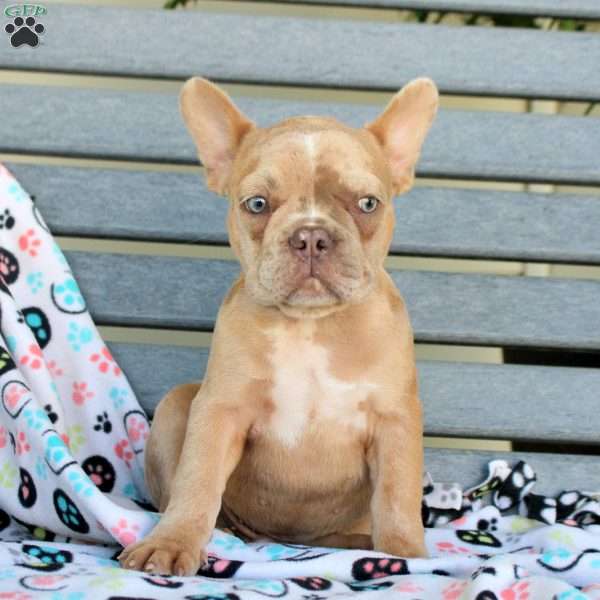 Beckett, French Bulldog Puppy