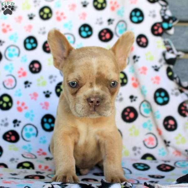 Beckett, French Bulldog Puppy