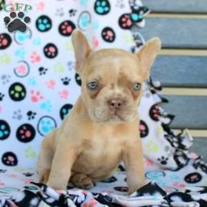 Beckett, French Bulldog Puppy