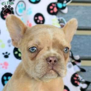 Beckett, French Bulldog Puppy