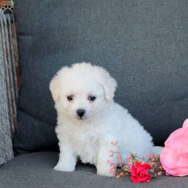 Becky, Bichon Frise Puppy