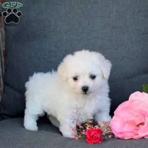 Becky, Bichon Frise Puppy