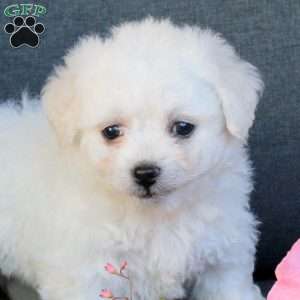 Becky, Bichon Frise Puppy