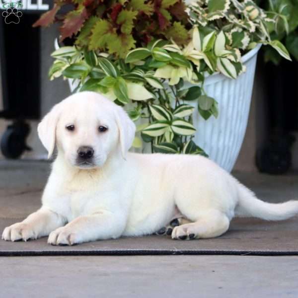 Becky, Yellow Labrador Retriever Puppy