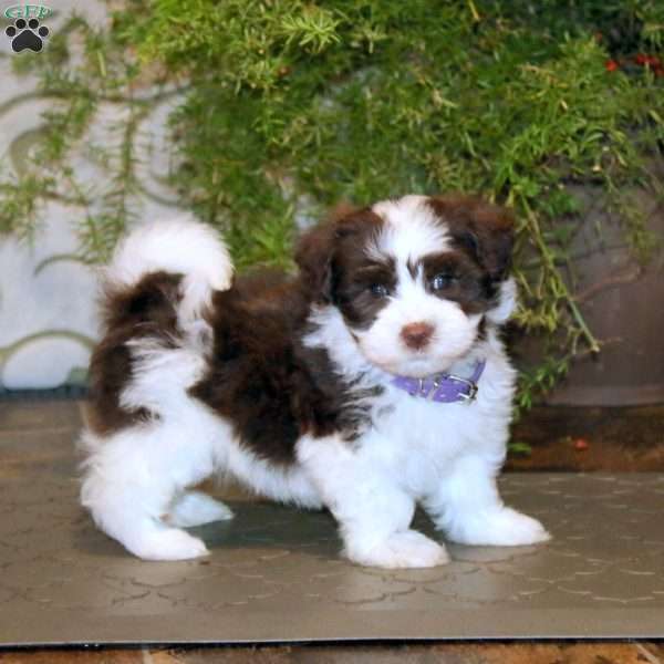 Becky, Havanese Puppy