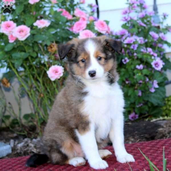 Becky, Sheltie Puppy