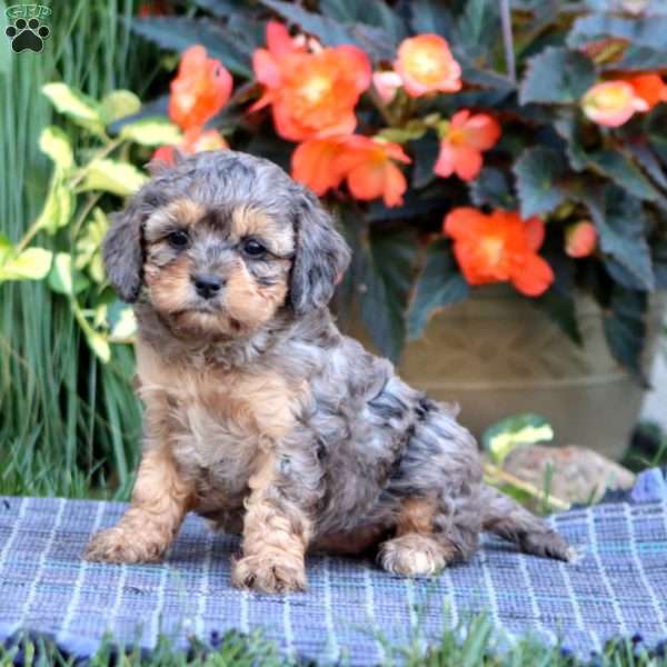 Becky, Cavapoo Puppy