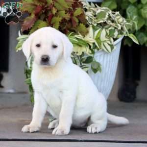Becky, Yellow Labrador Retriever Puppy