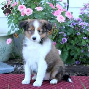 Becky, Sheltie Puppy