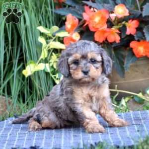 Becky, Cavapoo Puppy