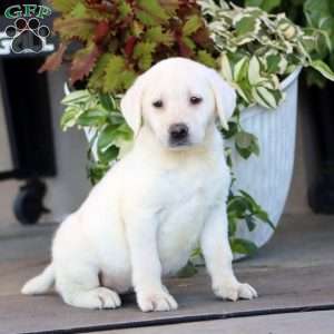 Becky, Yellow Labrador Retriever Puppy