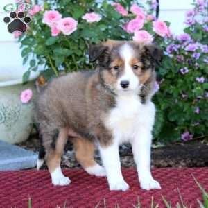 Becky, Sheltie Puppy