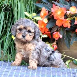 Becky, Cavapoo Puppy