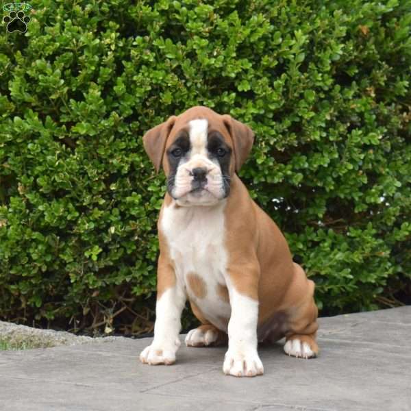 Bella, Boxer Puppy