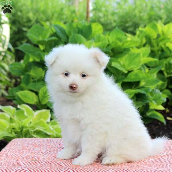 Bella, Pomeranian Puppy