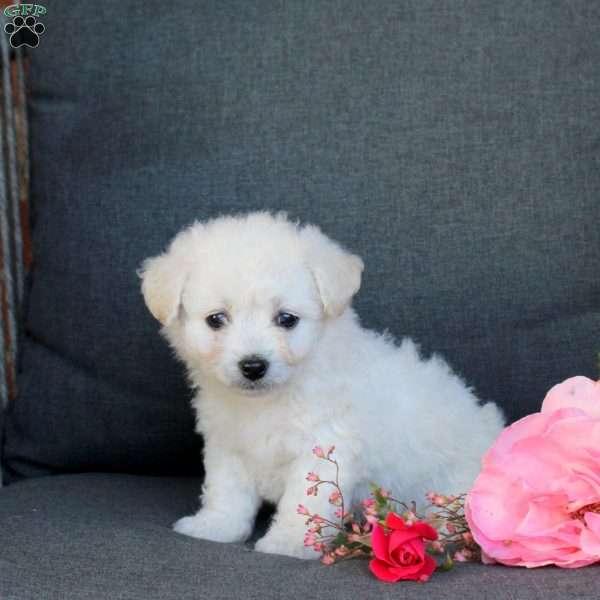 Bella, Bichon Frise Puppy