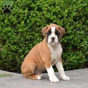 Bella, Boxer Puppy