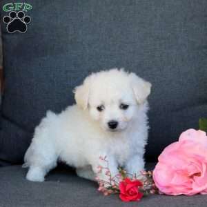 Bella, Bichon Frise Puppy