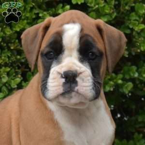 Bella, Boxer Puppy