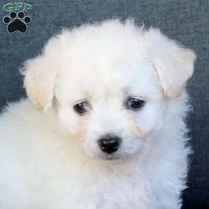Bella, Bichon Frise Puppy